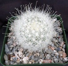 Load image into Gallery viewer, Mammillaria senilis