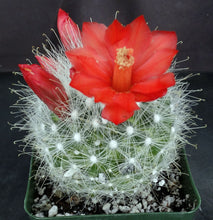 Load image into Gallery viewer, Mammillaria senilis