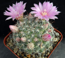 Load image into Gallery viewer, Mammillaria stampferi