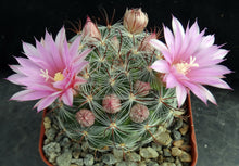 Load image into Gallery viewer, Mammillaria stampferi