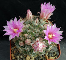 Load image into Gallery viewer, Mammillaria stampferi