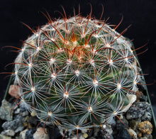 Load image into Gallery viewer, Mammillaria stampferi
