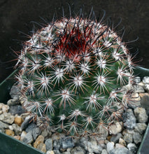 Load image into Gallery viewer, Mammillaria duoformis "Tenango del Valle"