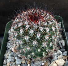 Load image into Gallery viewer, Mammillaria duoformis "Tenango del Valle"