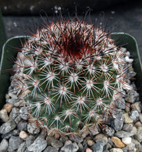 Load image into Gallery viewer, Mammillaria duoformis "Tenango del Valle"