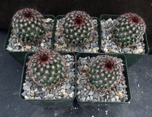 Load image into Gallery viewer, Mammillaria duoformis "Tenango del Valle"