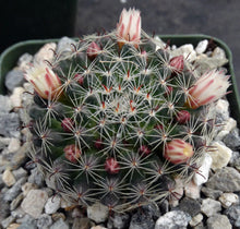 Load image into Gallery viewer, Mammillaria tezontle