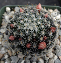 Load image into Gallery viewer, Mammillaria tezontle
