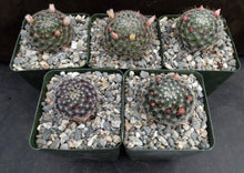 Load image into Gallery viewer, Mammillaria tezontle