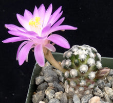 Load image into Gallery viewer, Mammillaria theresae