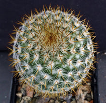 Load image into Gallery viewer, Mammillaria yucatanensis