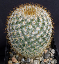 Load image into Gallery viewer, Mammillaria yucatanensis