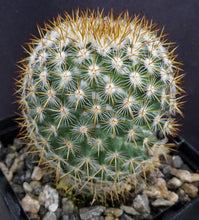 Load image into Gallery viewer, Mammillaria yucatanensis