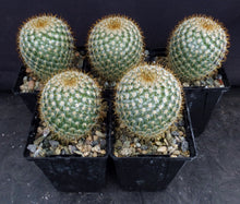 Load image into Gallery viewer, Mammillaria yucatanensis