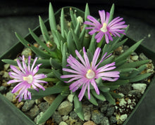 Load image into Gallery viewer, Marlothistella stenophylla