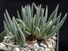 Load image into Gallery viewer, Marlothistella stenophylla