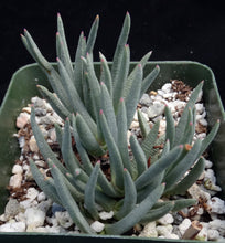 Load image into Gallery viewer, Marlothistella stenophylla