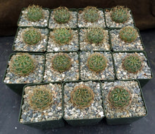 Load image into Gallery viewer, Matucana aureiflora