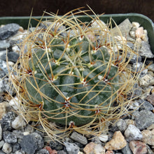Load image into Gallery viewer, Matucana aureiflora