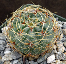 Load image into Gallery viewer, Matucana aureiflora