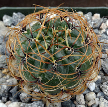Load image into Gallery viewer, Matucana aureiflora
