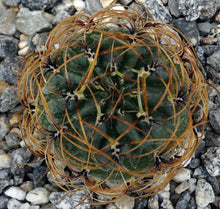 Load image into Gallery viewer, Matucana aureiflora