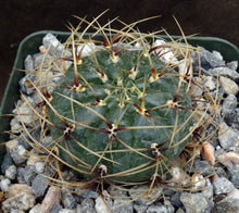 Load image into Gallery viewer, Matucana aureiflora