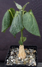 Load image into Gallery viewer, Matelea cyclophylla (Gonolobus)