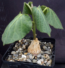Load image into Gallery viewer, Matelea cyclophylla (Gonolobus)