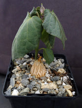 Load image into Gallery viewer, Matelea cyclophylla (Gonolobus)