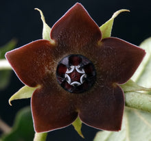 Load image into Gallery viewer, Matelea cyclophylla (Gonolobus)