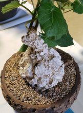 Load image into Gallery viewer, Matelea cyclophylla (Gonolobus)