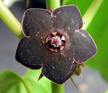Load image into Gallery viewer, Matelea cyclophylla (Gonolobus)