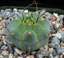 Load image into Gallery viewer, Matucana madinsoriorum