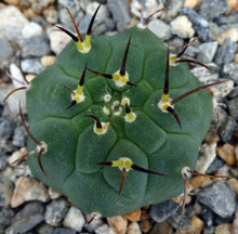 Load image into Gallery viewer, Matucana madinsoriorum