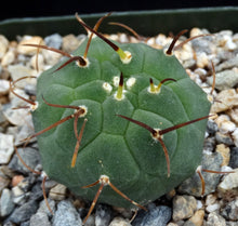 Load image into Gallery viewer, Matucana madinsoriorum