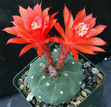 Load image into Gallery viewer, Matucana madinsoriorum