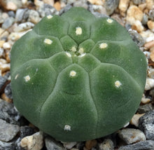 Load image into Gallery viewer, Matucana madinsoriorum