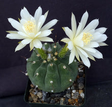 Load image into Gallery viewer, Matucana madinsoriorum White flower form
