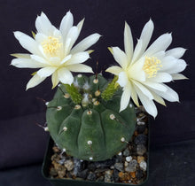 Load image into Gallery viewer, Matucana madinsoriorum White flower form