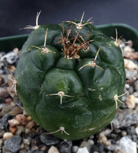 Load image into Gallery viewer, Matucana oreodoxa