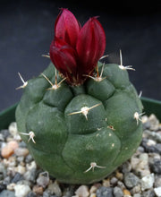 Load image into Gallery viewer, Matucana oreodoxa