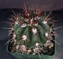 Load image into Gallery viewer, Melocactus azureus v. ferreophilus