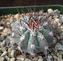 Load image into Gallery viewer, Melocactus azureus