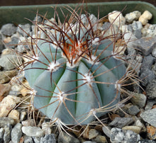 Load image into Gallery viewer, Melocactus azureus