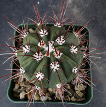 Load image into Gallery viewer, Melocactus azureus v. ferreophilus