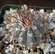 Load image into Gallery viewer, Melocactus azureus
