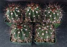 Load image into Gallery viewer, Melocactus azureus v. ferreophilus