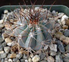 Load image into Gallery viewer, Melocactus azureus
