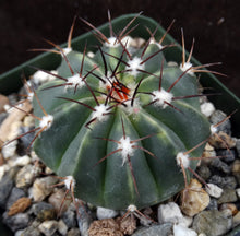 Load image into Gallery viewer, Melocactus caesius